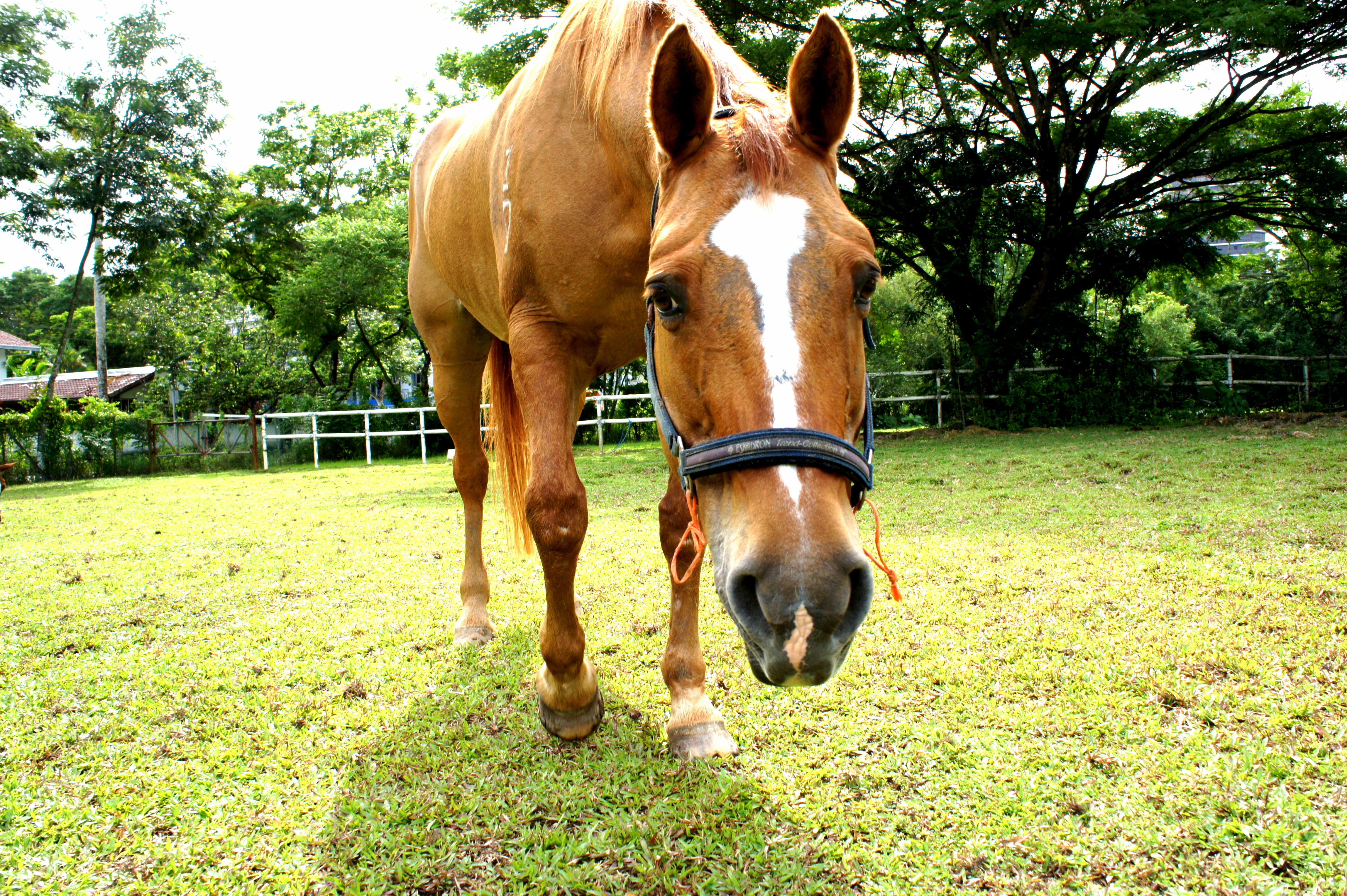 Buckay, RDA Therapy Horse