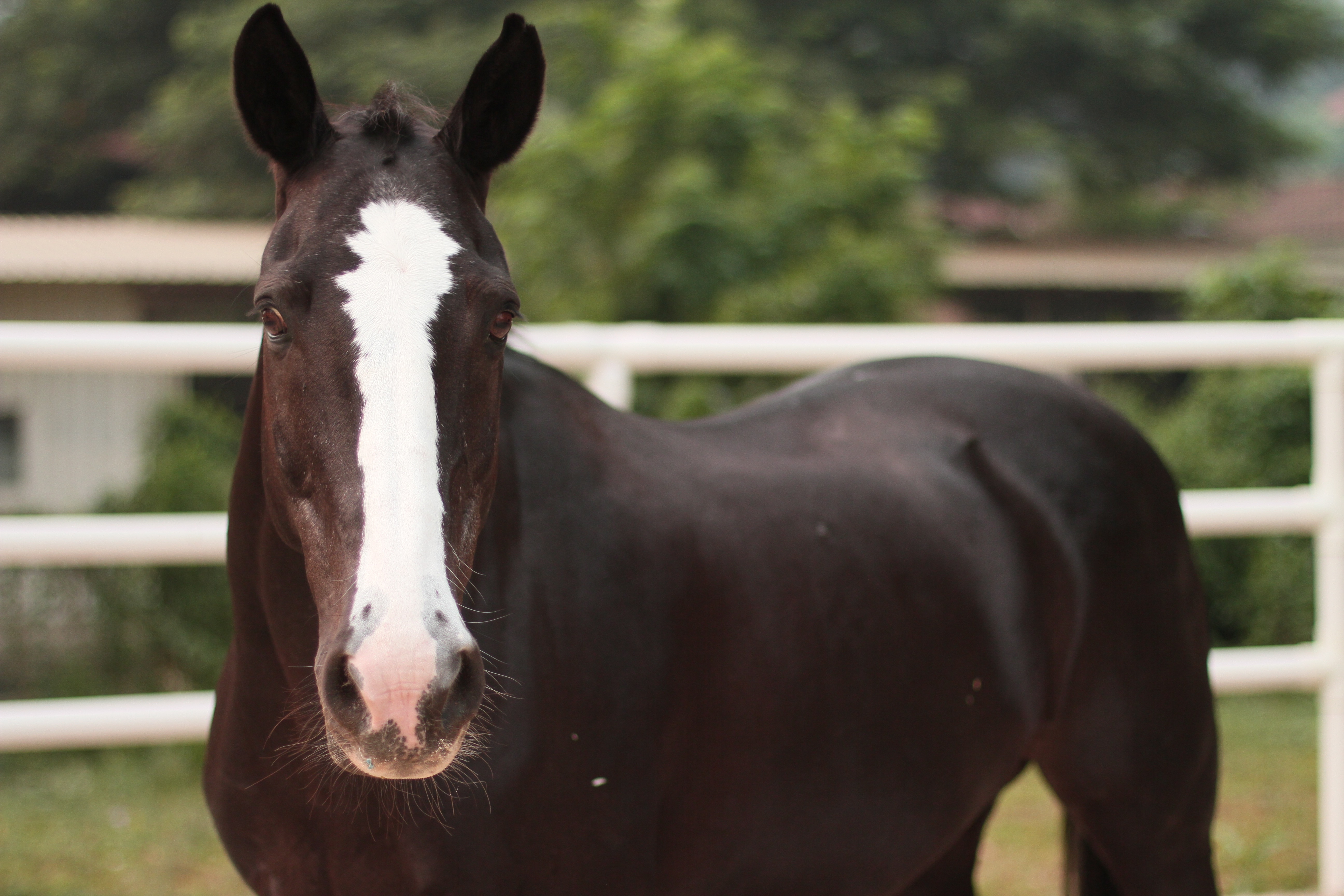 Amorcita, RDA Therapy Horse