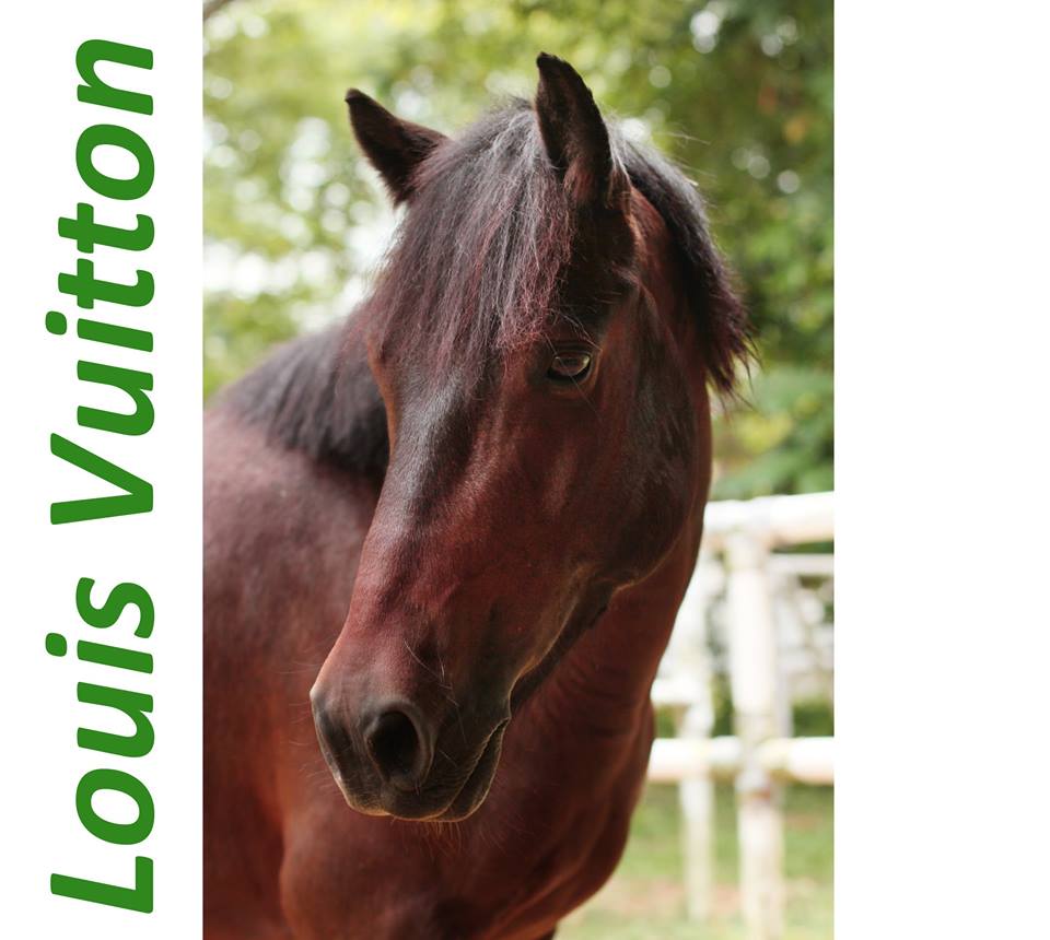 Picture  Horses, Louis vuitton, Cute animals