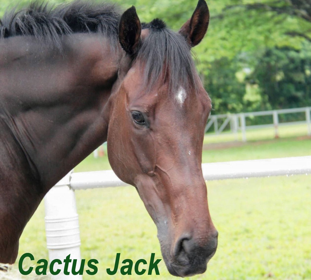 cactus jack profile