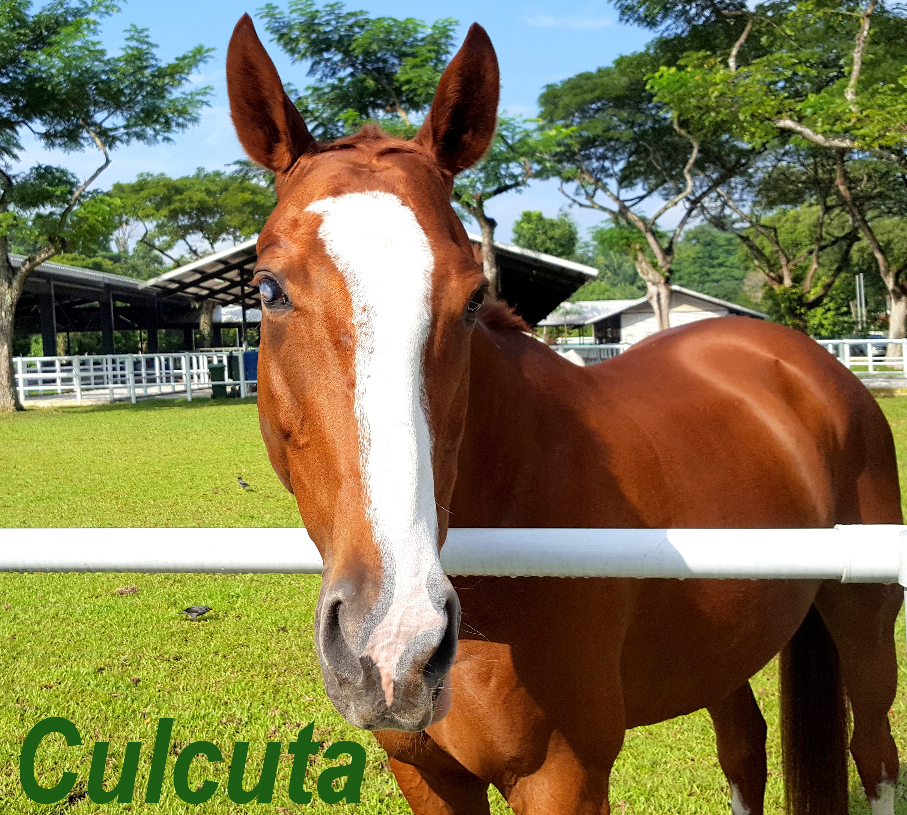 Culcuta