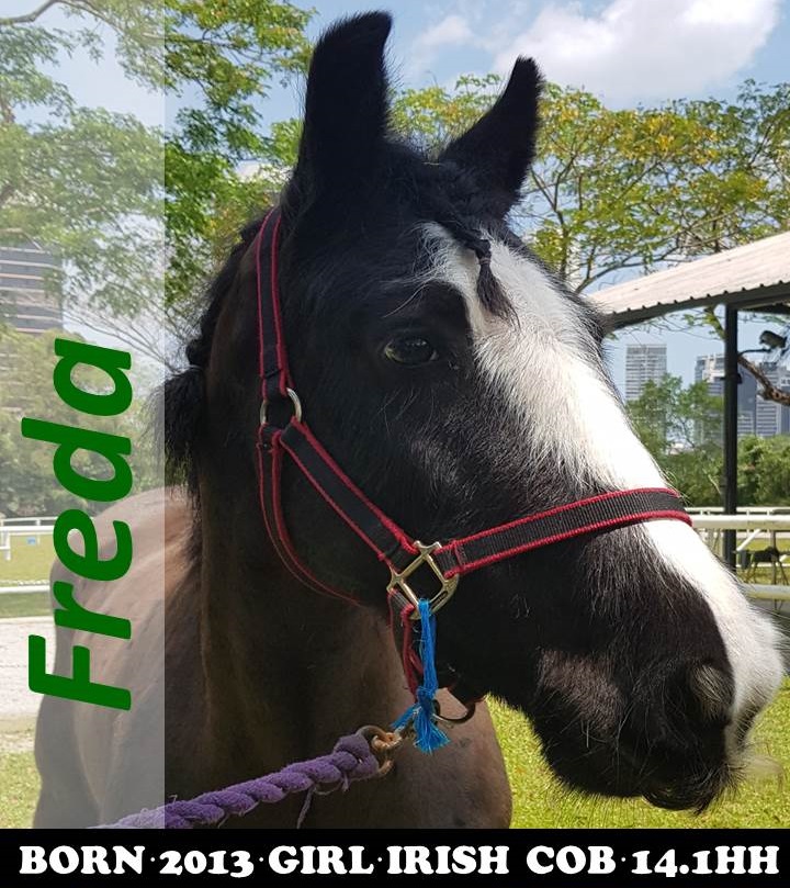 Freda Website headshot
