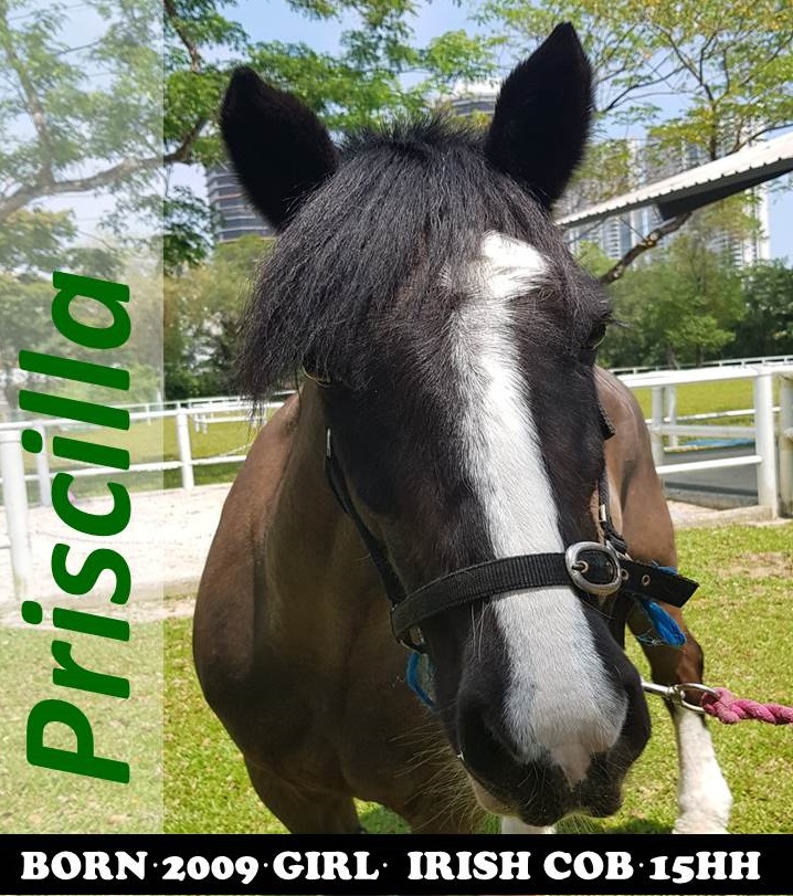 Priscilla Website headshot