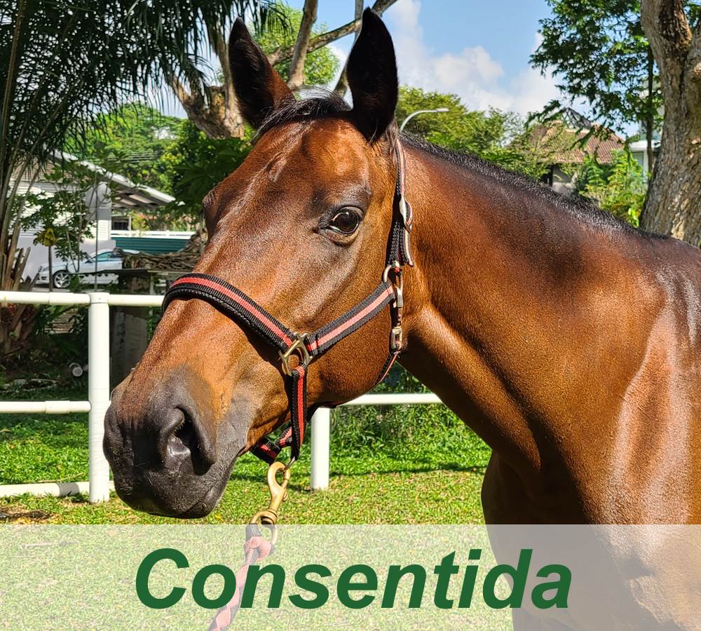 Consentida headshot for Website