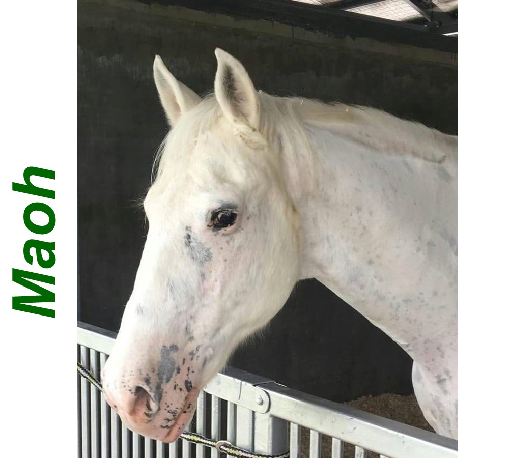 Maoh - Horse profile for Website