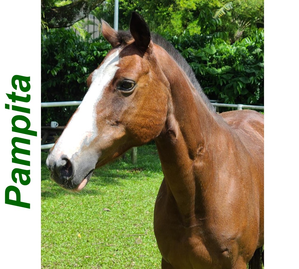 Pampita - Horse profile for Website