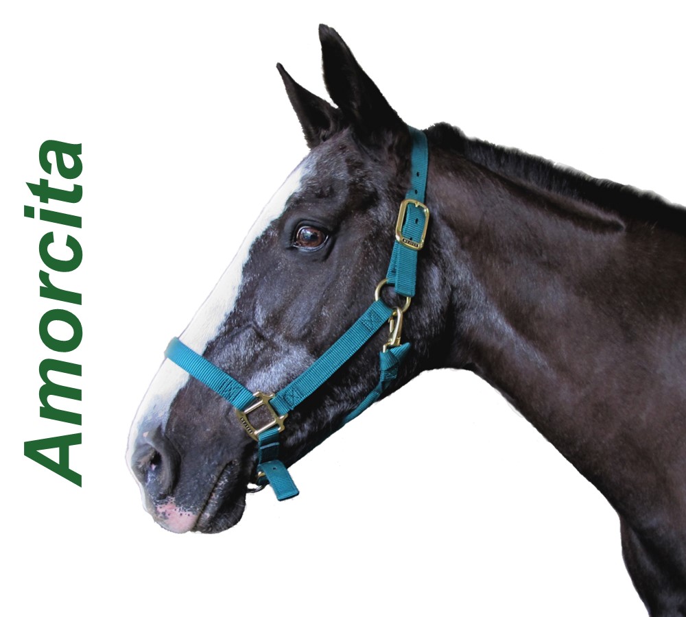 Headshots - Sized for Website Amorcita