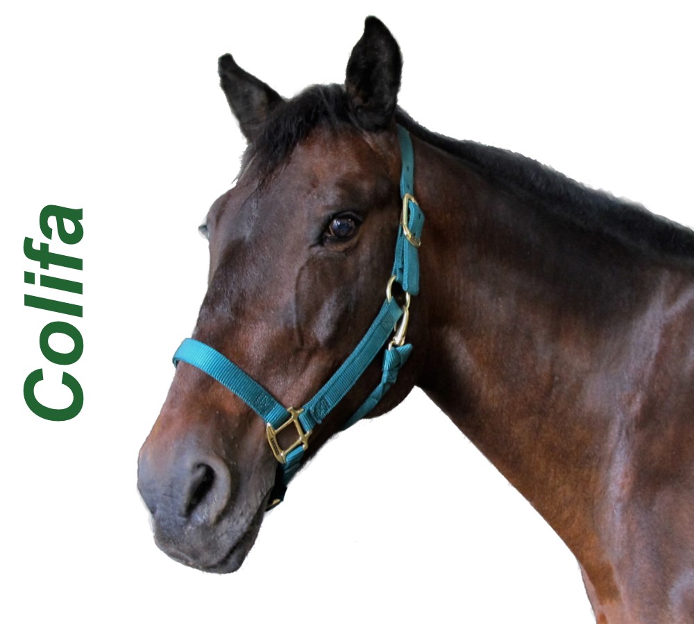 Headshots - Sized for Website Colifa