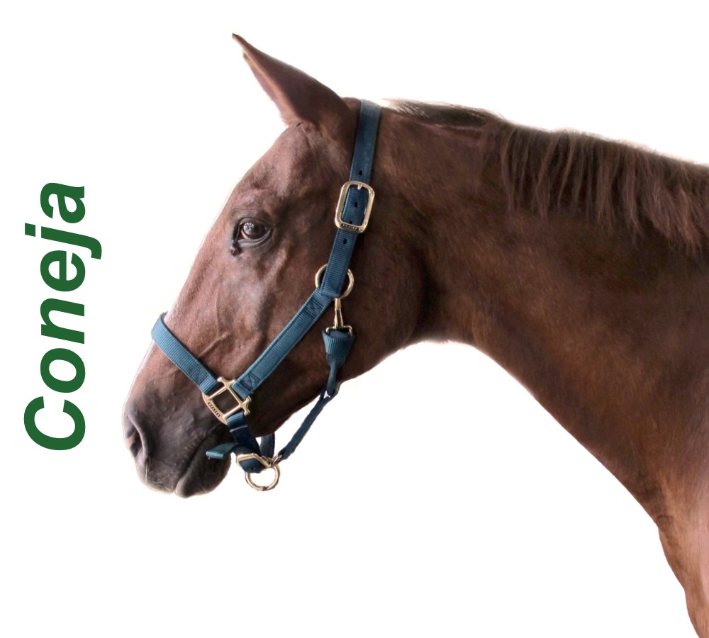 Headshots - Sized for Website - Coneja