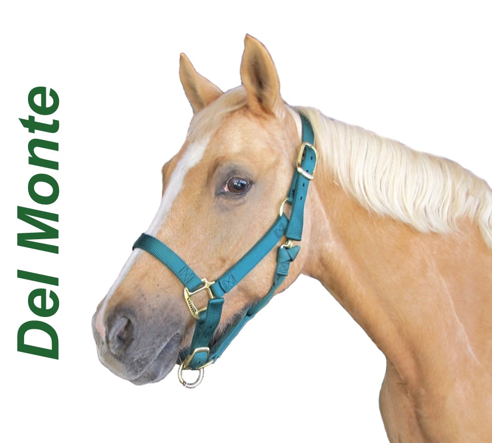 Headshots - Sized for Website Delmonte