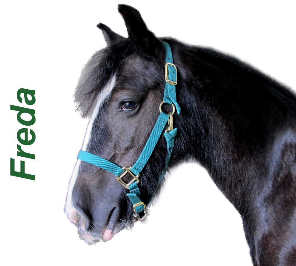 Headshots - Sized for Website Freda