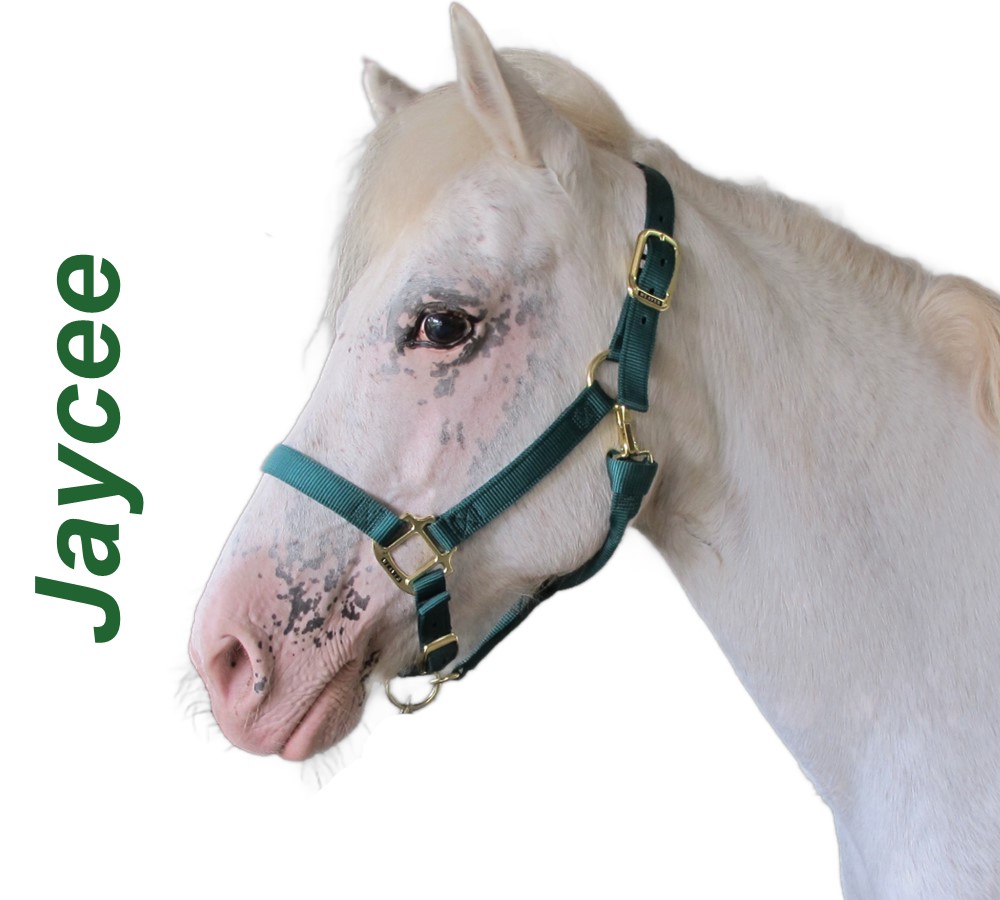 Headshots - Sized for Website Jaycee