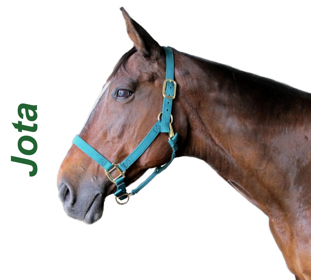 Headshots - Sized for Website Jota