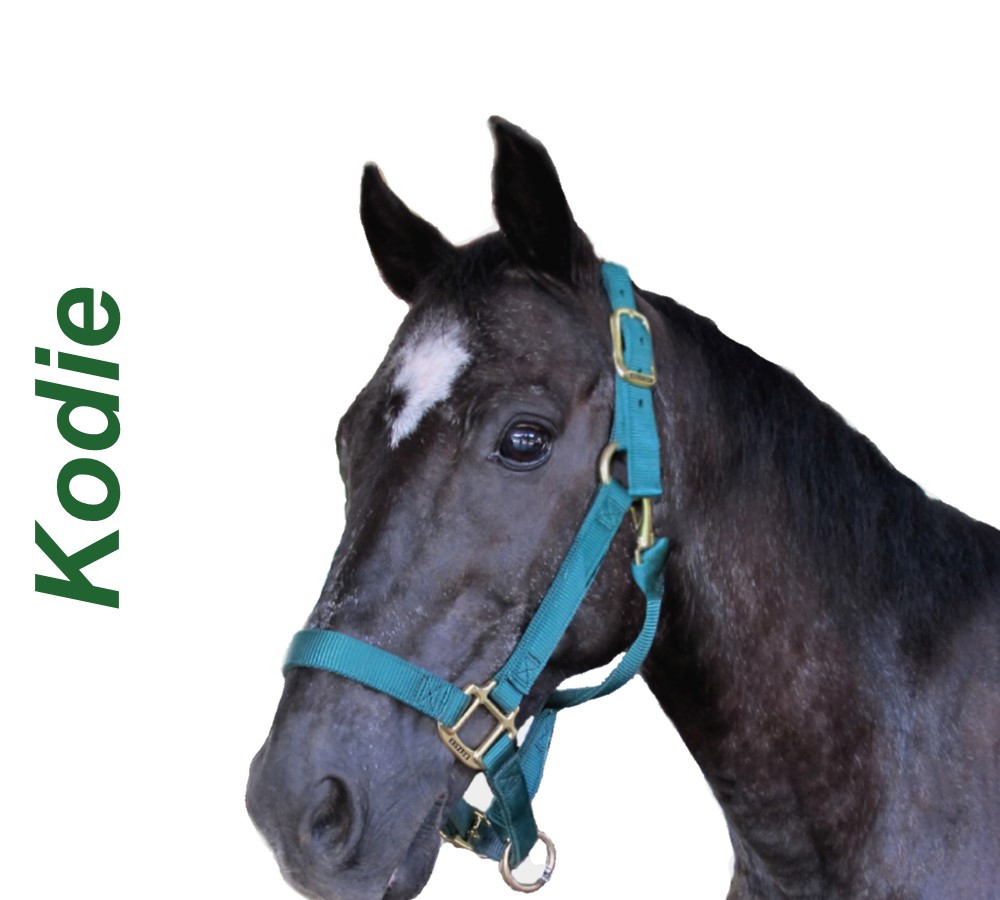 Headshots - Sized for Website Kodie