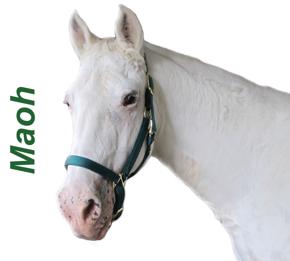 Headshots - Sized for Website Maoh