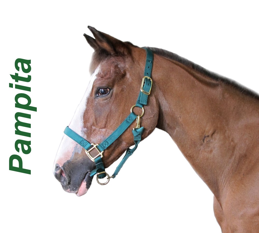 Headshots - Sized for Website Pampita