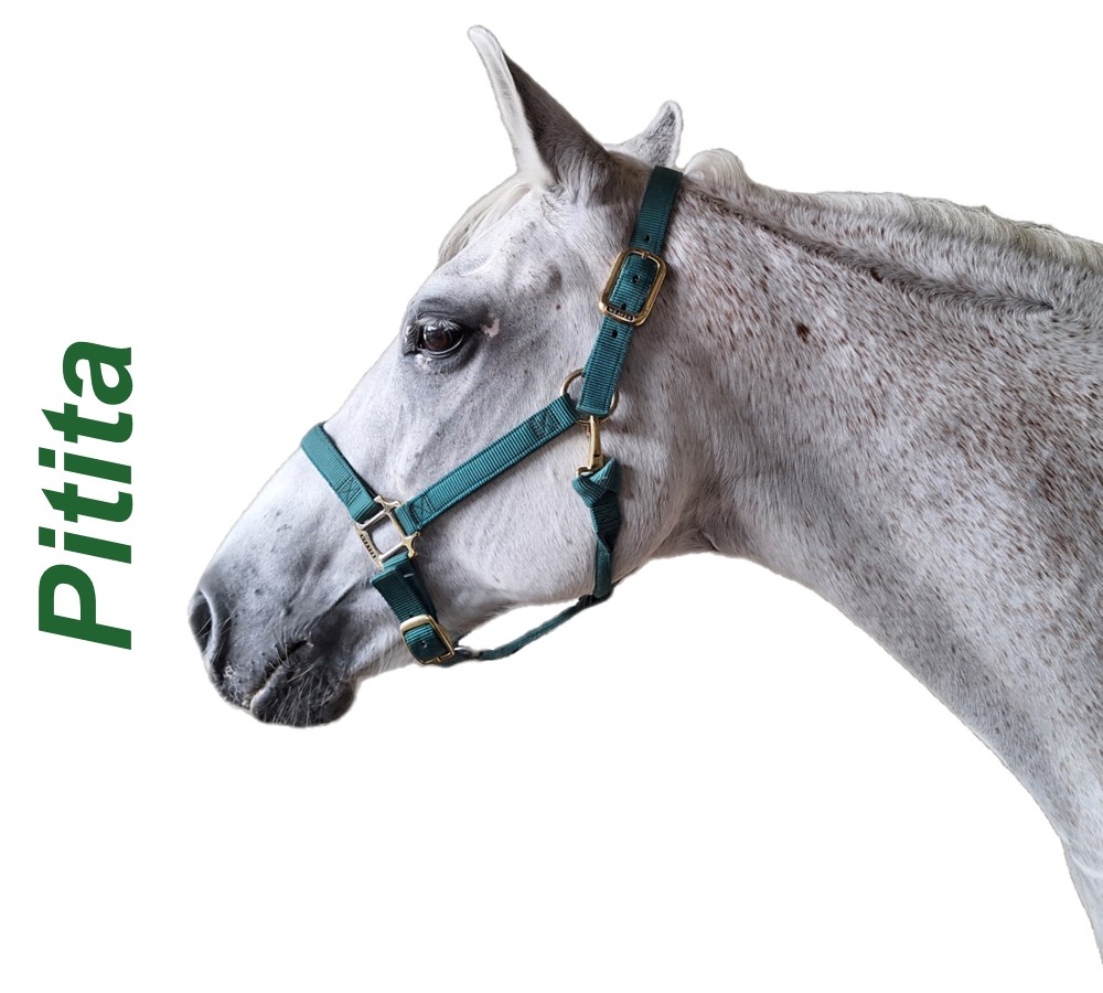 Headshots - Sized for Website Pitita