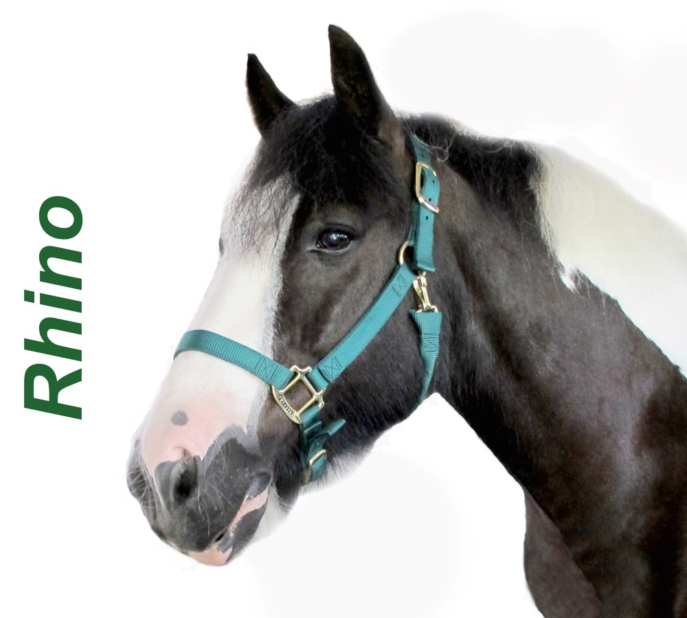 Headshots - Sized for Website Rhino