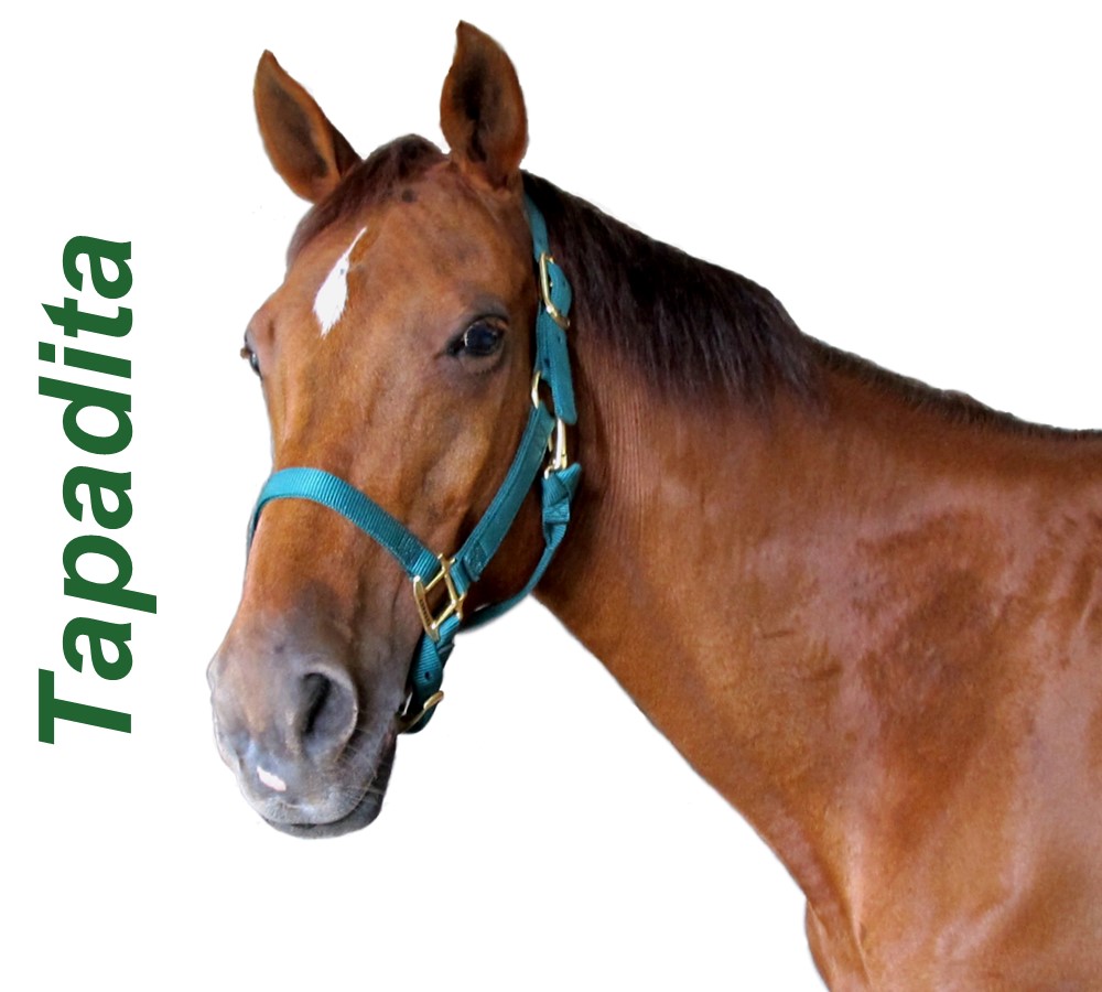 Headshots - Sized for Website Tapadita