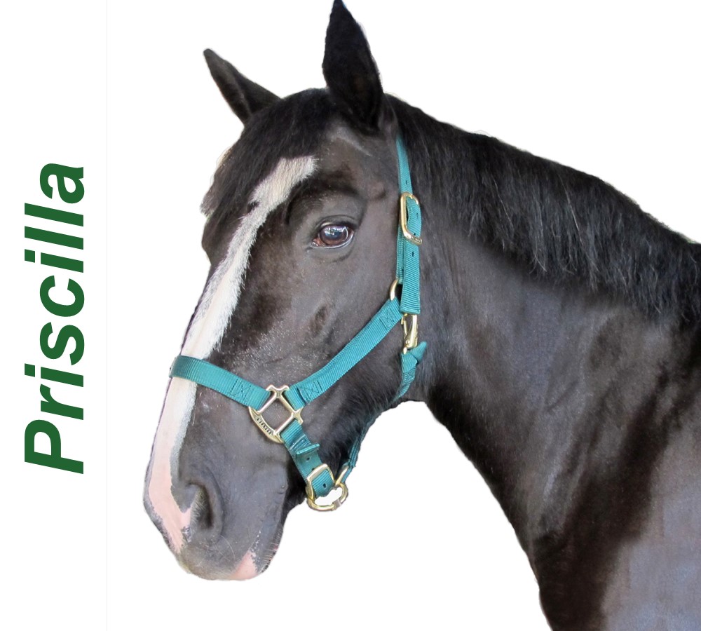 Headshots - Sized for WebsitePriscilla